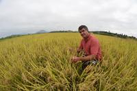 Agricultores iniciam a colheita do arroz em Itaja