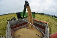 Agricultores iniciam a colheita do arroz em Itaja