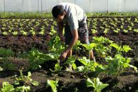 Projeto de Lei incentiva o cultivo de hortas comunitrias 