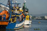 Secretaria de Pesca divulga relatrio da Rdio Costeira de abril