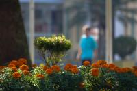 Municpio de Itaja ganhar novo visual com 25 mil mudas de flores