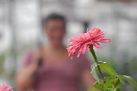 Municpio de Itaja ganhar novo visual com 25 mil mudas de flores