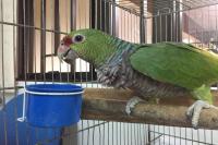 Papagaio-do-peito-roxo  apreendido em Itaja