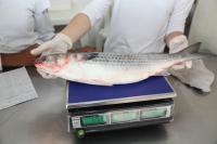 Secretaria de Pesca divulga agenda do Caminho do Peixe na semana de feriado