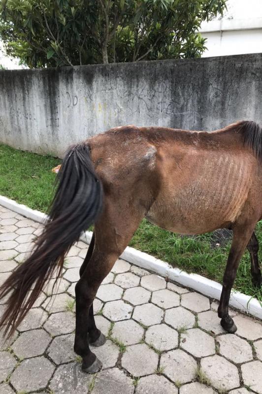 Cavalo abandonado na rua e com sinais de maus-tratos é resgatado