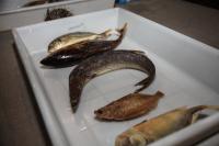 Cerimnia inicia a Semana de Conscientizao da Pesca