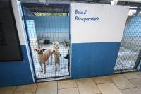 Municpio realiza castrao e microchipagem de animais no Jardim Esperana