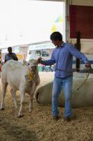 Festa do Colono exibe mais de 1500 animais na 25ª Expofeira Agropecuária