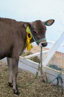 Festa do Colono exibe mais de 1500 animais na 25ª Expofeira Agropecuária