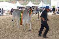 Desfile e premiação de animais é destaque na Festa do Colono