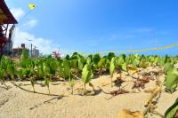Reduz o nmero de escorpies encontrados na Praia Brava