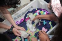 Palestras e visitas da 1 Semana do Bem-Estar Animal envolvem quase 300 crianas de Itaja
