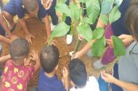 Instituto Cidade Sustentvel realiza plantio de rvores nativas
