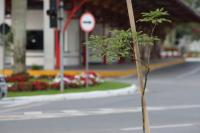 Mais de 400 mudas de rvores so plantadas na avenida Contorno Sul