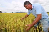 Agricultores de Itaja iniciam a colheita do arroz