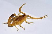 Gerncia de Controle de Zoonoses segue trabalho de combate a escorpies em Itaja