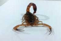 Gerncia de Controle de Zoonoses segue trabalho de combate a escorpies em Itaja