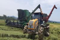 Agricultores itajaienses iniciam colheita do arroz