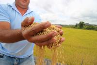Agricultores itajaienses iniciam colheita do arroz