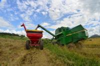 Agricultores itajaienses iniciam a colheita do arroz