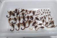 Município de Itajaí recebe capacitação sobre controle de escorpiões