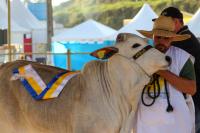 26ª Expofeira apresenta mais de 500 animais na 37ª Festa Nacional do Colono
