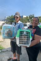 Mutirão de Castrações de Animais é realizado nesta semana em Itajaí