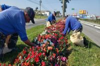 Canteiros de Itajaí vão receber mais de 100 mil mudas de flores