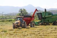 Itaja deve colher mais de 16 mil toneladas de arroz na safra 2022/2023