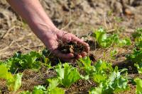 Projeto Agrofloresta inicia plantio de mudas em terreno no Santa Regina