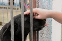 Mutiro de castrao de animais ocorre nos bairros Santa Regina  e Cordeiros
