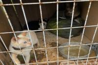 Defesa Animal resgata 20 ces e 11 gatos em situao de maus-tratos