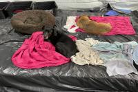 INIS mantém funcionamento do abrigo temporário para animais até este sábado (14) 