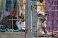 UAPA promove feiras de adoo de animais neste final de semana