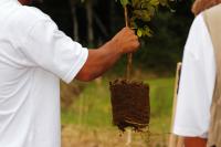 Mais de 10 mil mudas de rvores nativas foram doadas em 2023 em Itaja