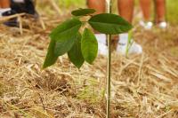 Mais de 10 mil mudas de rvores nativas foram doadas em 2023 em Itaja