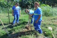 Compensao ambiental: 120 rvores sero plantadas na Praia Brava