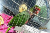 Papagaio-de-peito-roxo  entregue voluntariamente  FAMAI