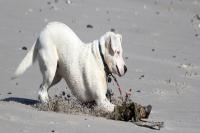Circulao de ces e gatos nas praias de Itaja deve ser evitada 
