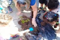 Crianas plantam rvores frutferas em escola