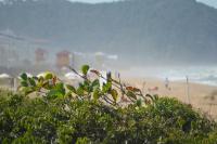 Famai inicia recuperao ambiental da restinga da Praia Brava 