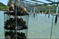 Vigilncia Sanitria de Itaja orienta sobre proibio da venda e consumo de moluscos
