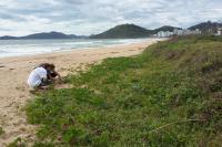Famai coleta sementes para recuperao da restinga da Praia Brava