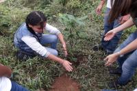 rvores nativas foram plantadas na margem do rio Itaja Mirim