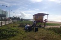 Famai planta mais de 400 mudas para recuperao de restinga na Praia Brava