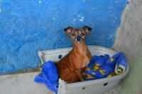 Famai realiza campanha para doao de cobertores para animais