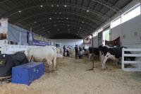24 Expofeira Agropecuria apresenta mais de 500 animais na Festa do Colono