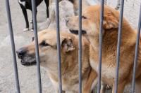 Canil municipal abre para adoo de animais neste domingo (02)