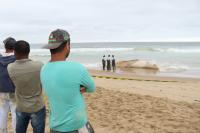 Municpio de Itaja retira baleia morta na Praia Brava