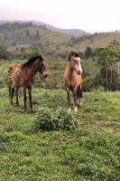 Famai tem 15 cavalos para adoo na Unidade de Acolhimento Provisrio de Animais
